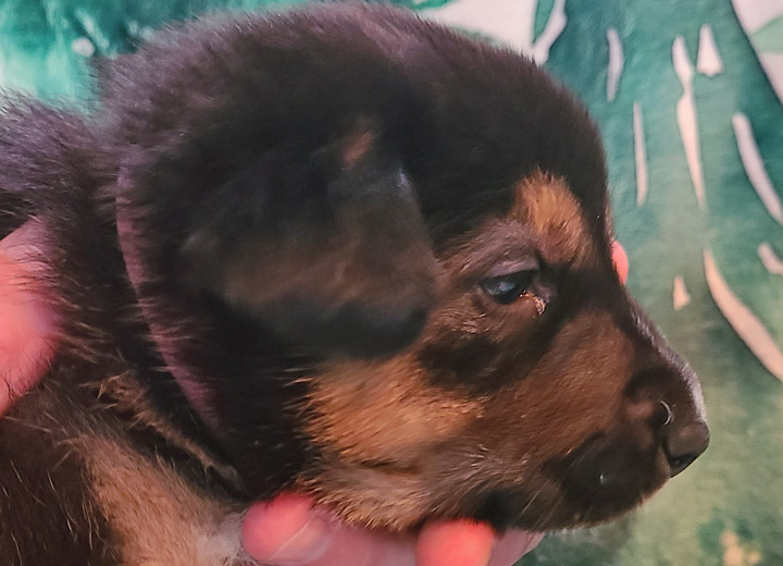 chinook puppy